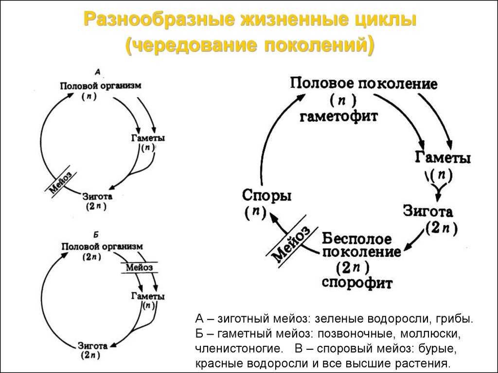 Понятие о жизненных циклах и чередовании поколений у растений - размножение растений - морфология растений - т. а. сауткина - 2012