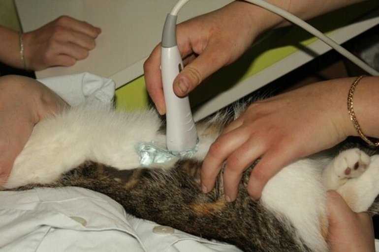 Мастит у кошки: симптомы, виды, лечение в домашних условиях