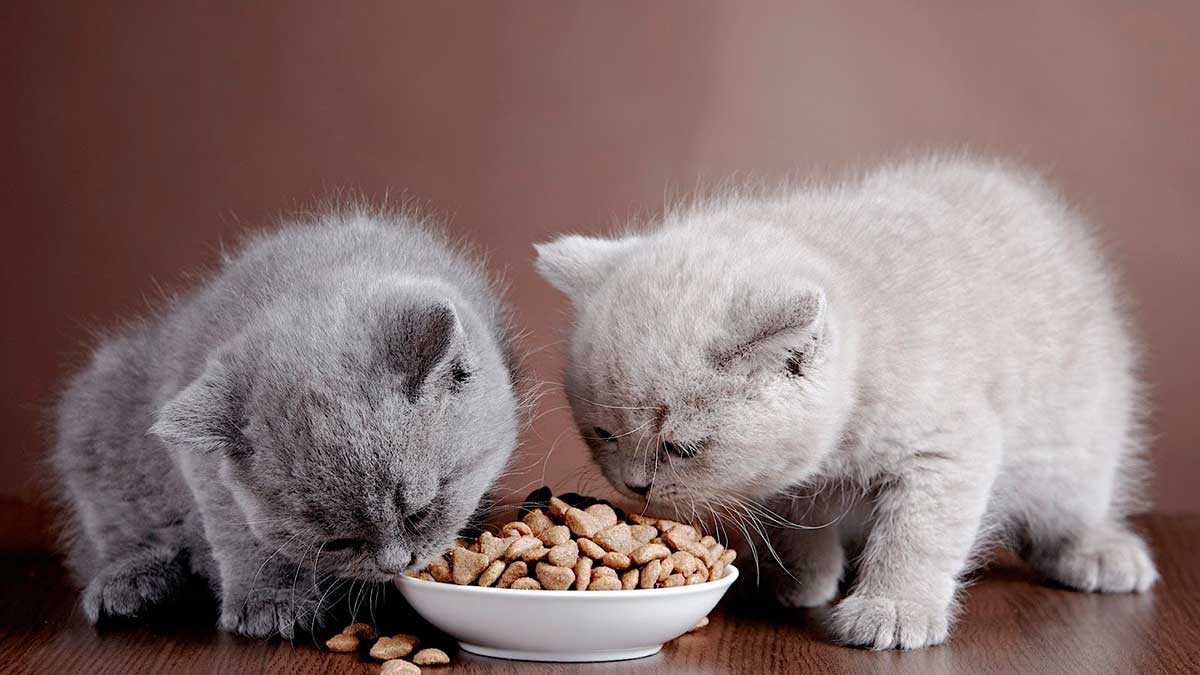 Чем кормить шотландского котенка: рацион по месяцам🍲 муркотики