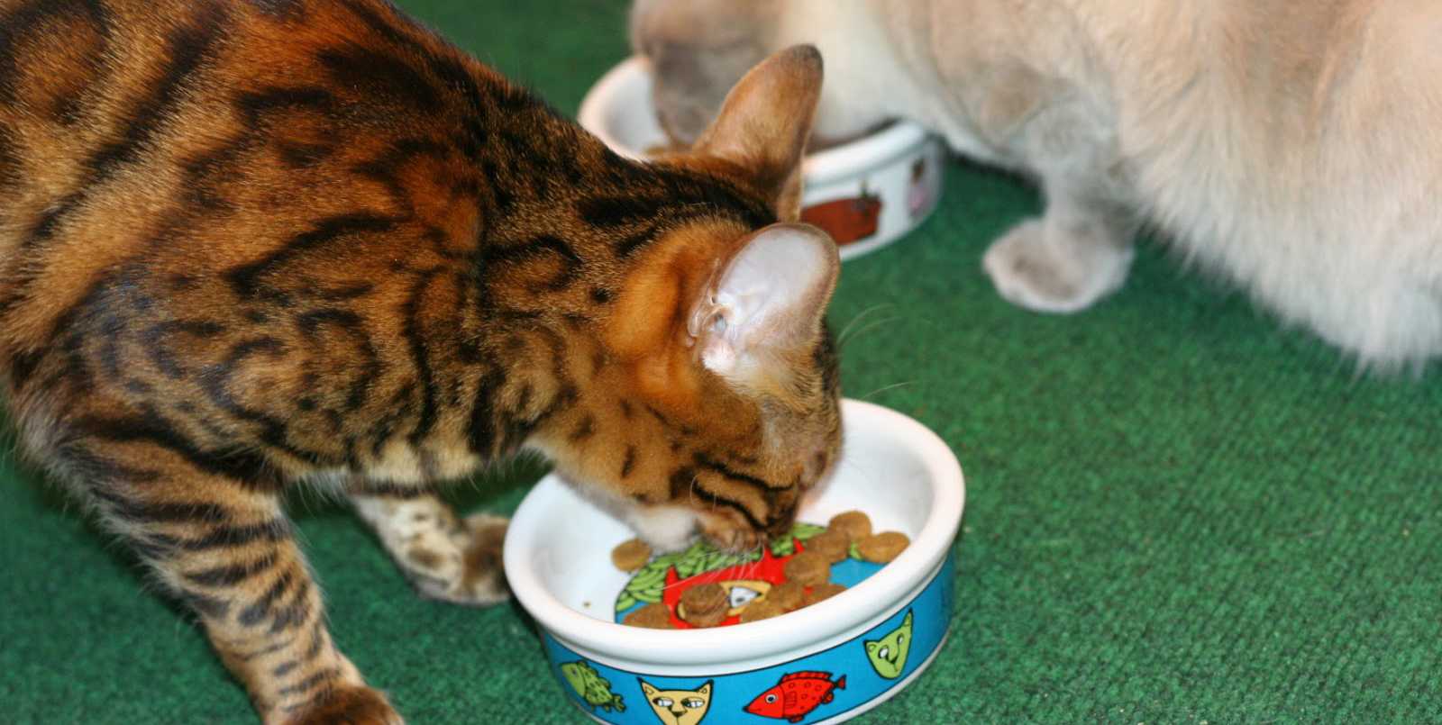 Чем кормить абиссинскую кошку: 5 лучших кормов + натуральное питание