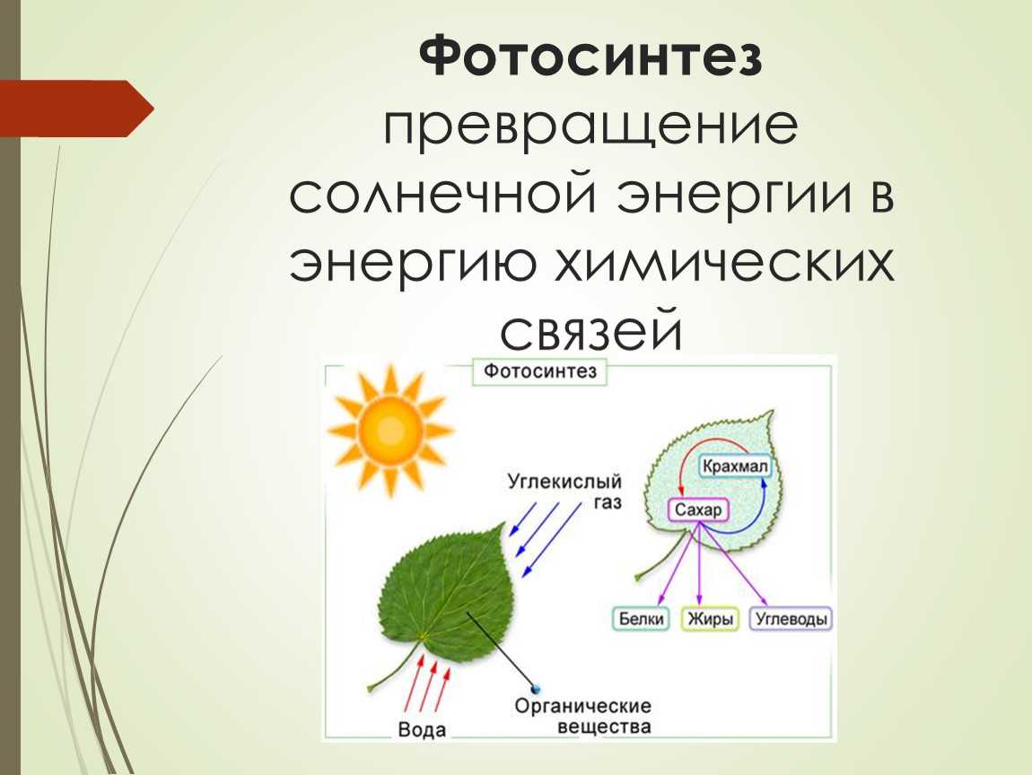 Процесс фотосинтеза: определение, фазы, условия и значение