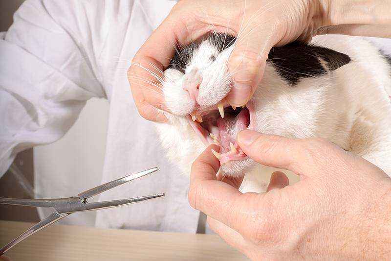 Лечение гингивита у кошки: причины и симптомы воспаления