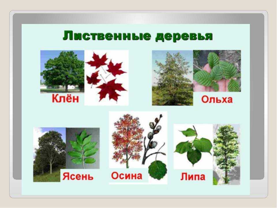 Виды мхов: список названий мхов россии, какие растения к ним относятся