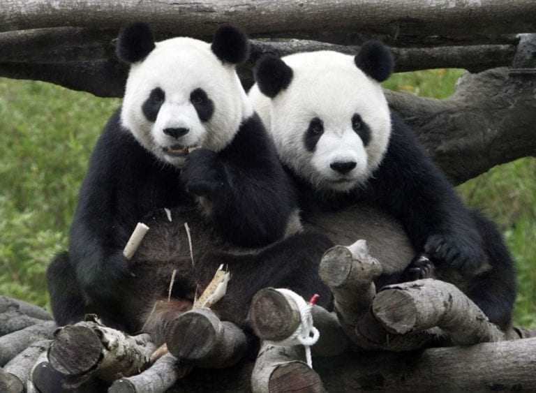 Панда — описание животного, семейство, ареал обитания, чем питается, сколько живет, враги, особенности