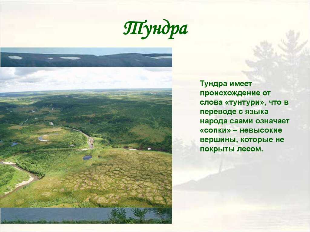 Тундра является одной из самых молодых природных зон мира По некоторым оценкам, ее формирование произошло около 10 000 лет назад