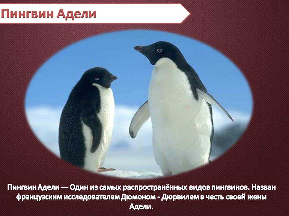 Рассказ про пингвина 1 класс. Пингвин. Презентация пингвины для дошкольников. Информация о пингвинах. Пингвин Адели.