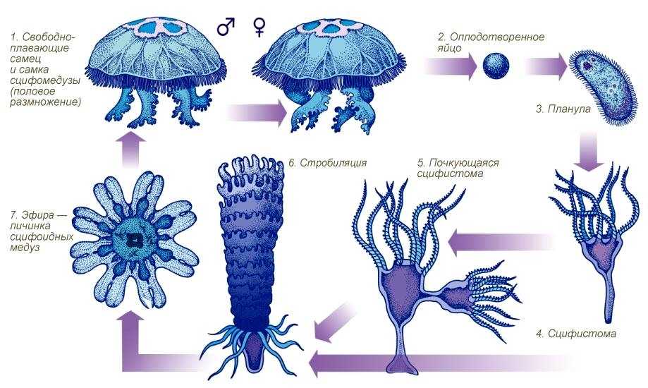 Медузы - описание, строение, питание, размножение, жизненный цикл