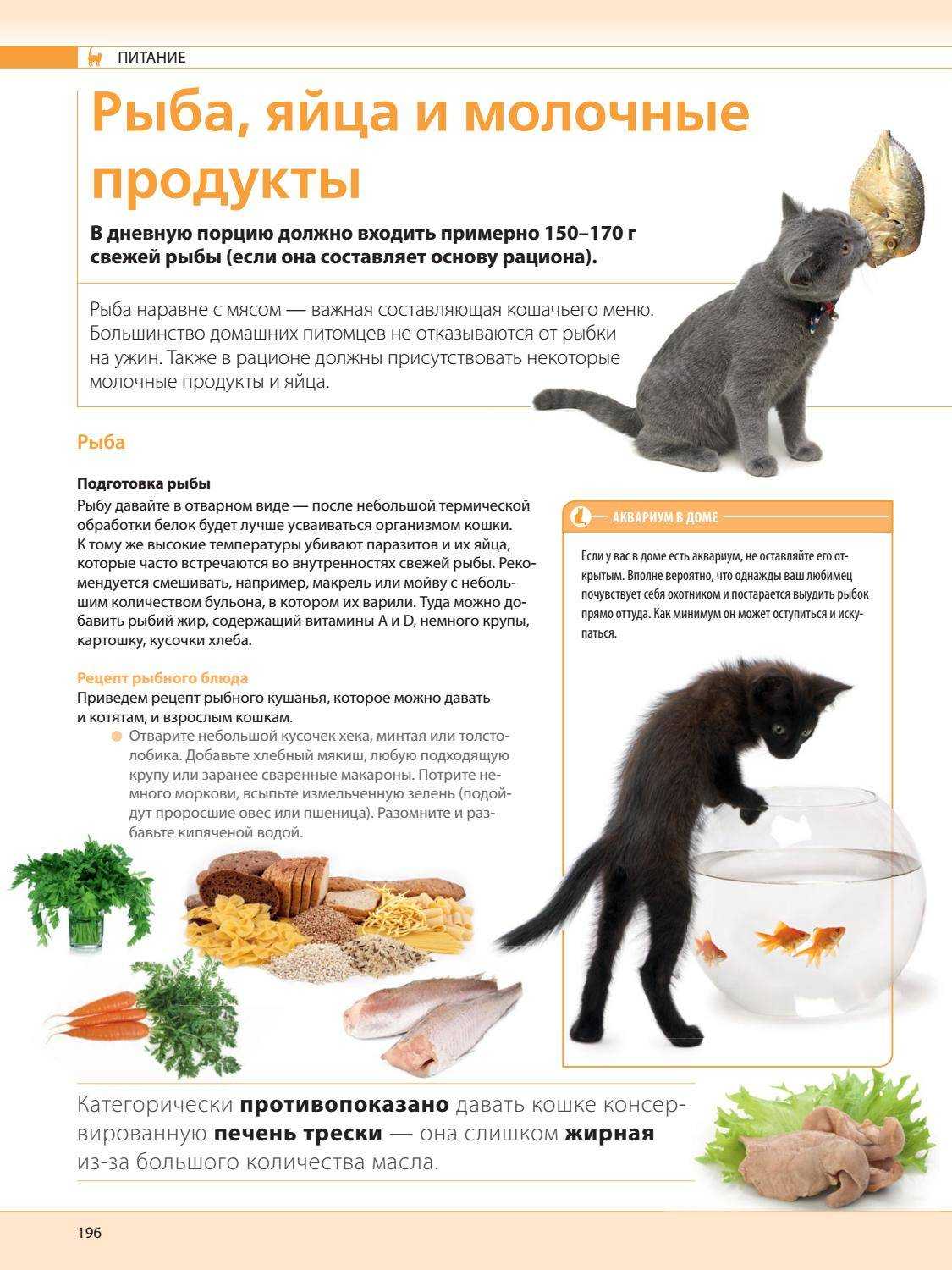 Почему нельзя рыбу кастрированным котам и стерилизованным кошкам: можно ли иногда давать и какой лучше кормить - сырой, вареной или соленой?