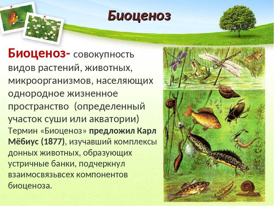 Биогеоценоз - определение об экосистемах, структура и состав
