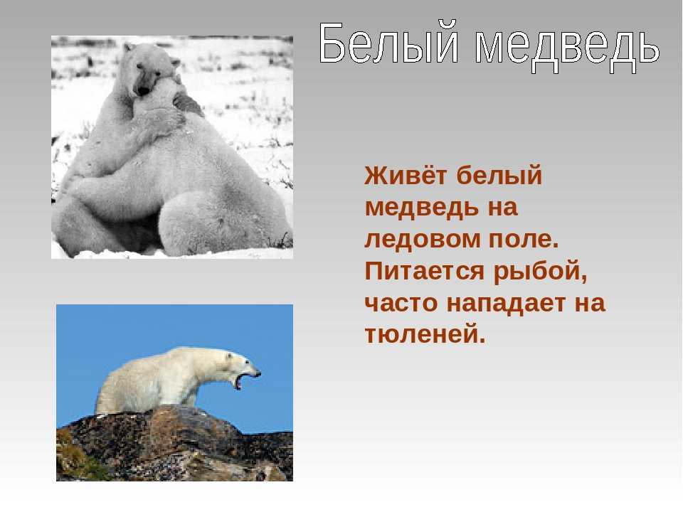 Бурый медведь: фото, описание, образ жизни, ареал обитания, поведение