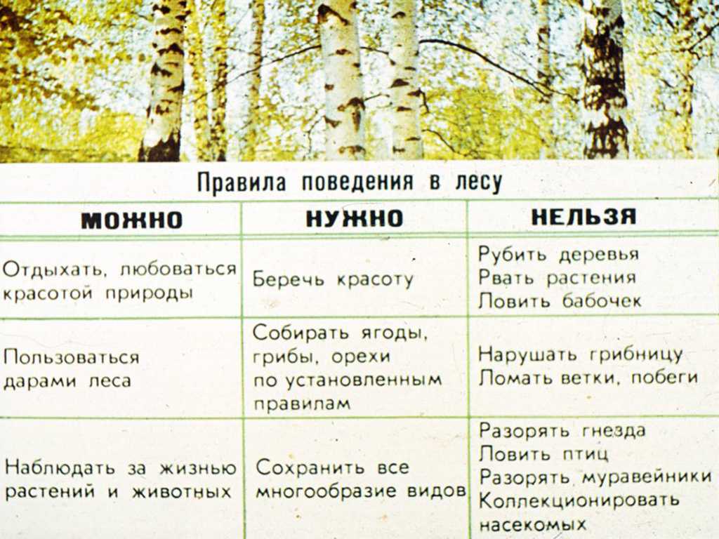 Лес и человек стр. 103 - 109. окружающий мир 4 класс 1 часть