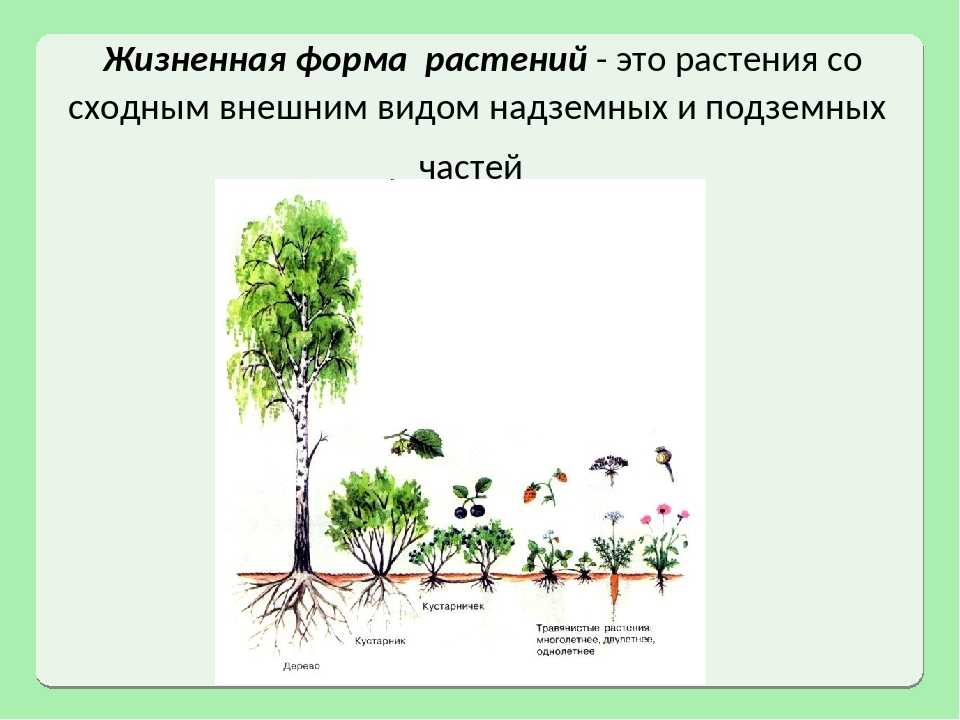 Деревья, кустарники, травянистые растения: примеры, отличия для окружающего мира