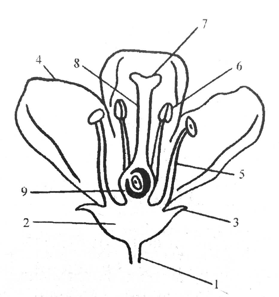На рисунке изображена схема строения цветка какой буквой обозначен пестик