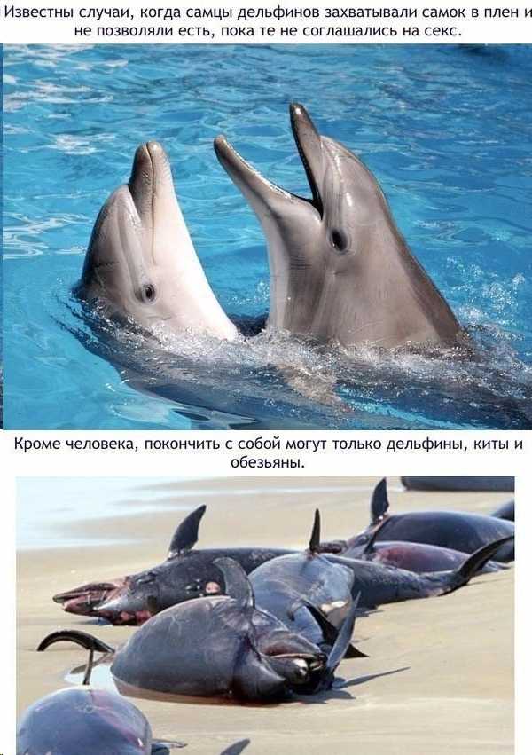 Интересные факты про дельфинов и их невероятные способности - zefirka
