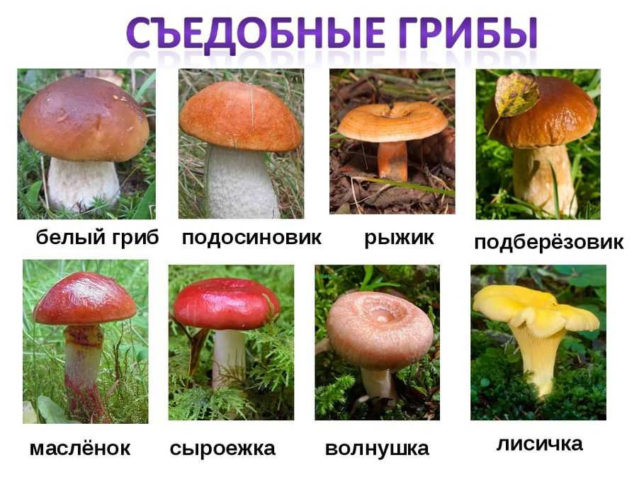 Съедобные грибы: виды, названия, калорийность и полезные свойства