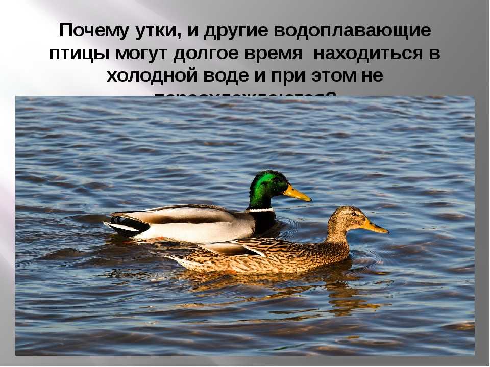 Водоплавающие птицы россии – фото, названия и описание видов