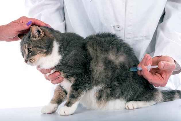 Узнайте сейчас о видах, причинах, симптомах и пути лечения мастита у кошек самостоятельно и с помощью препаратов Профилактика