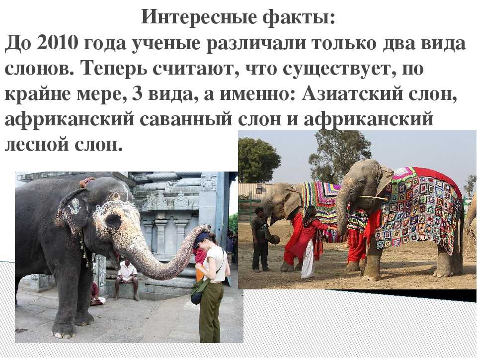 7 самых интересных фактов о слонах - русская семерка