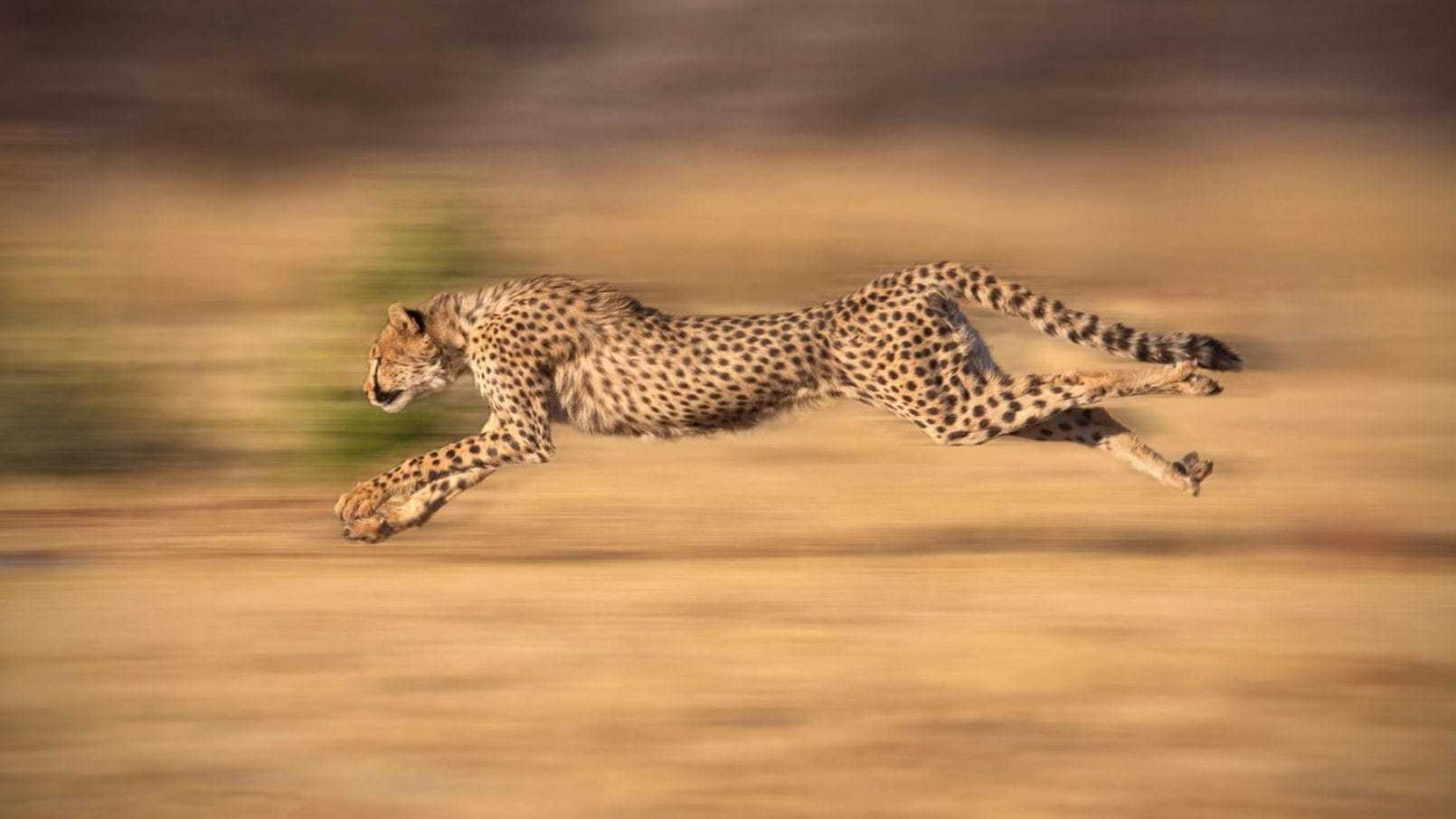 Максимальная скорость жирафа при беге км/ч