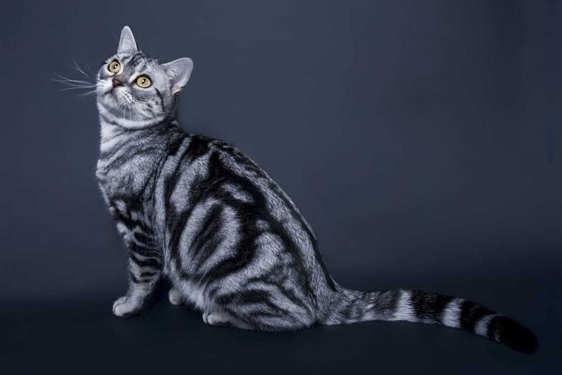 Короткошерстные породы кошек, их фото и названия, особенности содержания