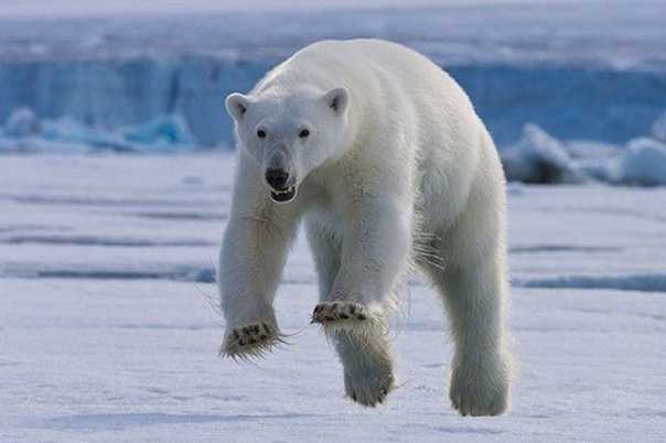 ОТВЕТ: Белый медведь может развивать скорость бега до