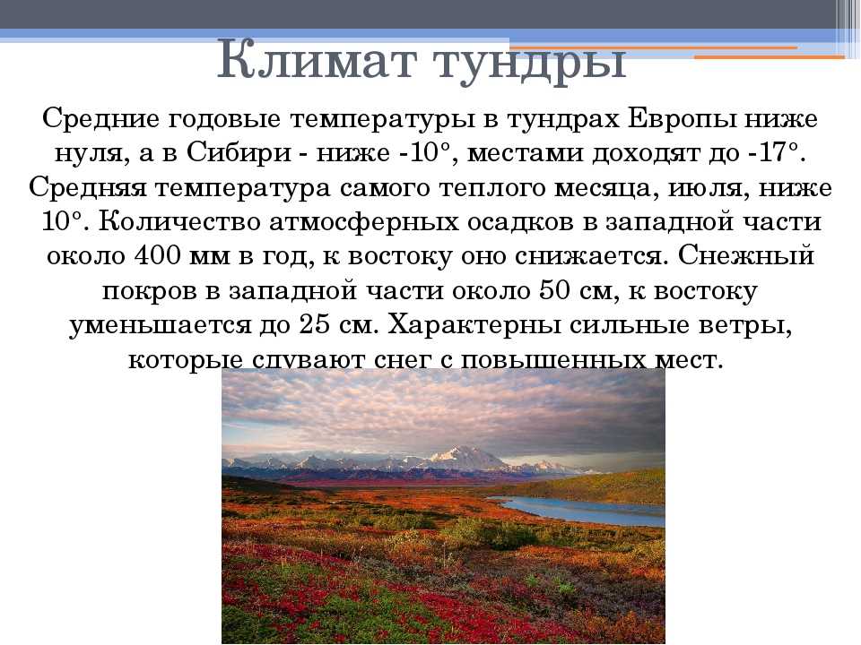 Растения и животные тундры. растения и животные тундры россии :: syl.ru