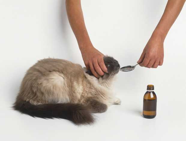 Узнайте о самых распространенных причинах отравления у кошек Основные симптомы и пути лечения бытовых отравлений у котов
