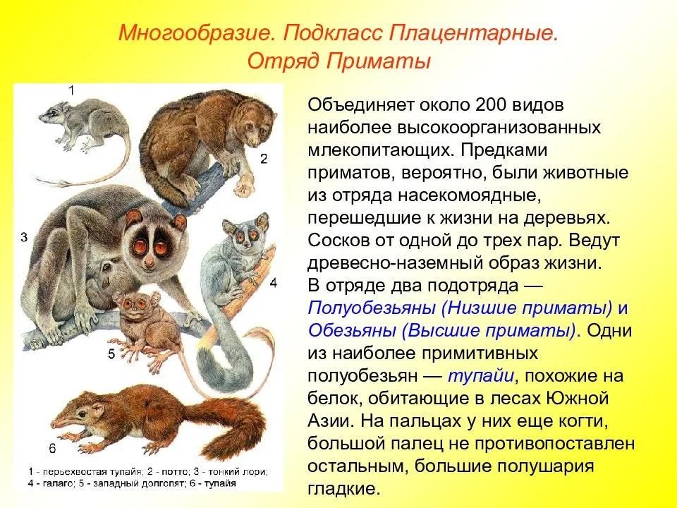 Примеры позвоночных и беспозвоночных животных — сайт эксперта по животным — howmeow