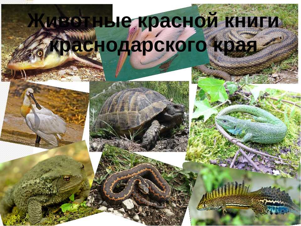 Животные, занесенные в красную книгу ставропольского края - названия, описание и фото — природа мира