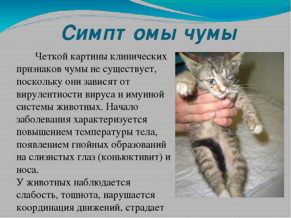 Чумка у кошек - пути передачи и инкубационный период, симптомы, диагностика, методы лечения и дезинфекция