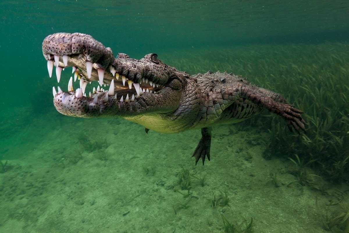 Какой опасный зверь. Гребнистый крокодил. Морской крокодил. Морской гребнистый крокодил. Гигантский гребнистый крокодил людоед.
