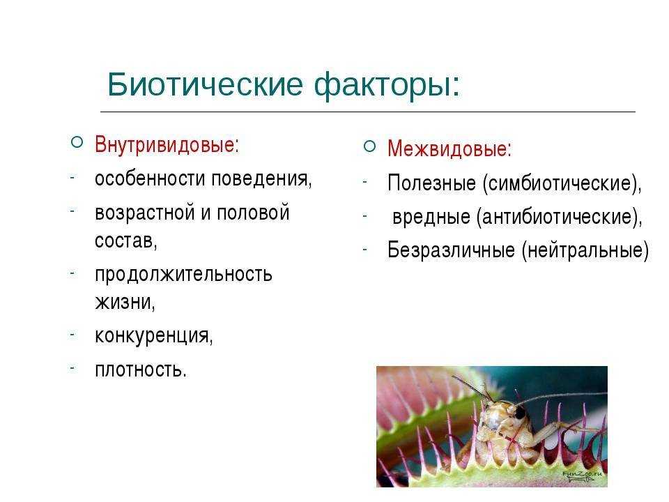 Биотические факторы среды. реферат. экология. 2009-11-16