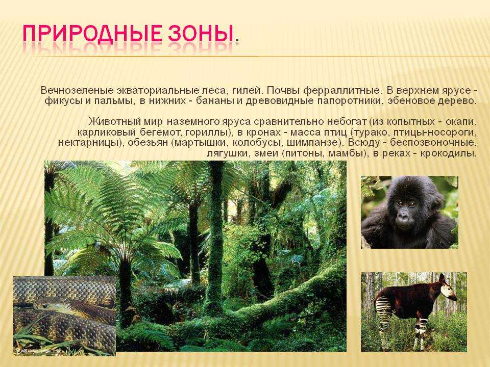 Характеристика тропического леса