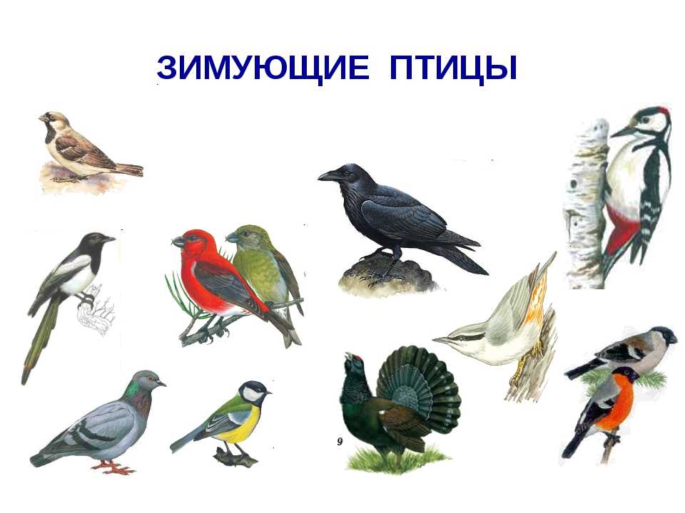 Птицы ленинградской области: фото, названия и описания (каталог)