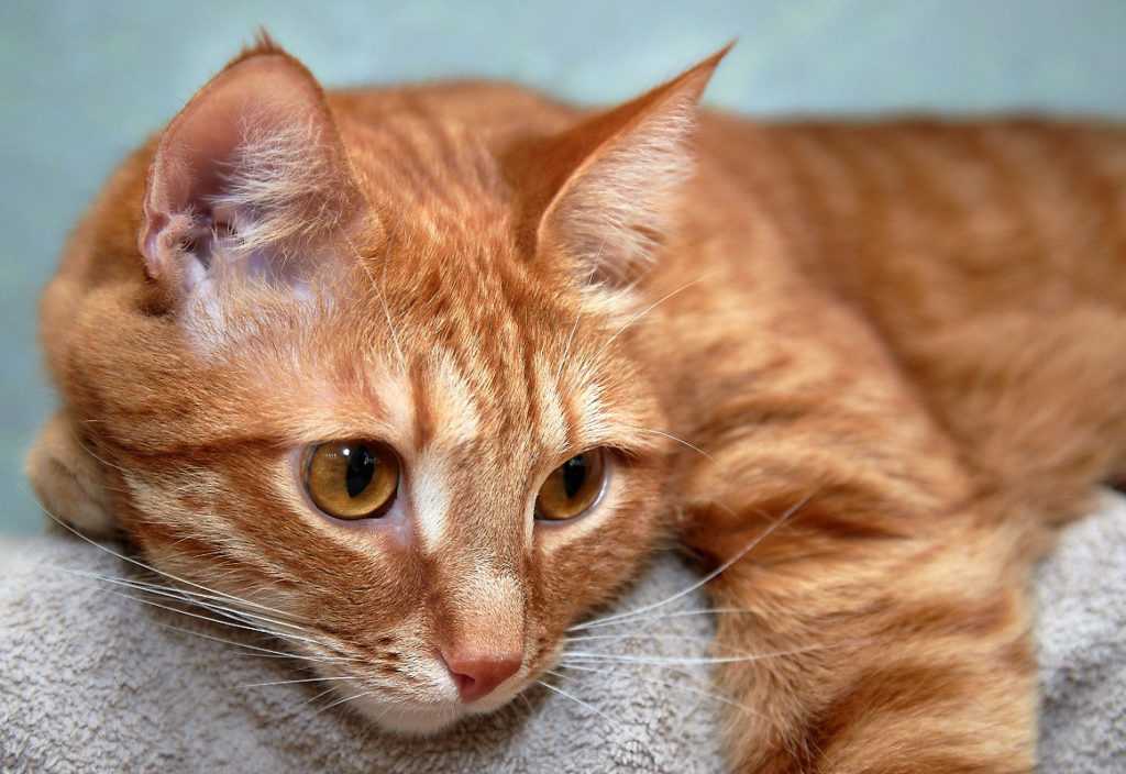 Рыжий кот: породистые и беспородные огненные питомцы
