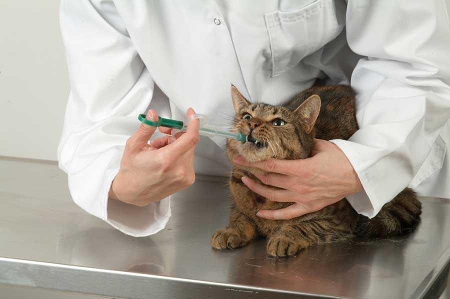 Как дать таблетку кошке: рекомендации ветеринаров, проверенные способы