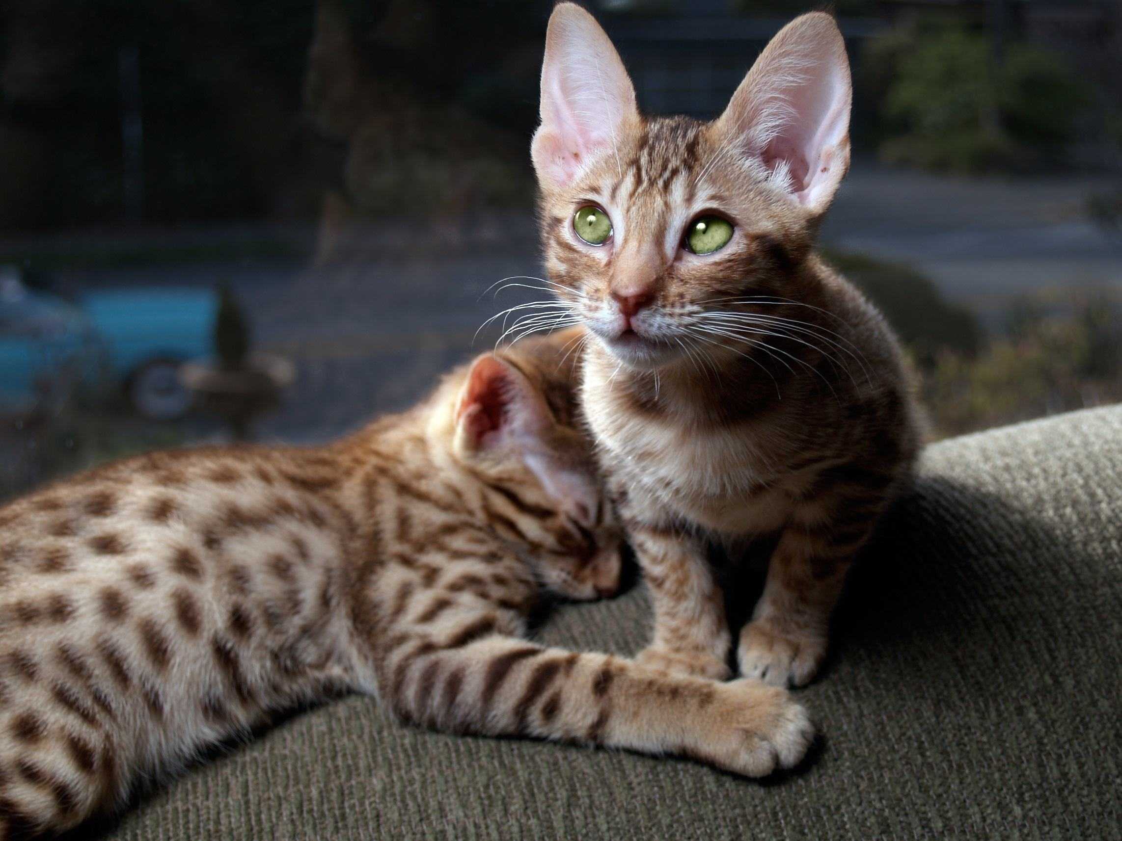 20 самых красивых пород кошек в мире