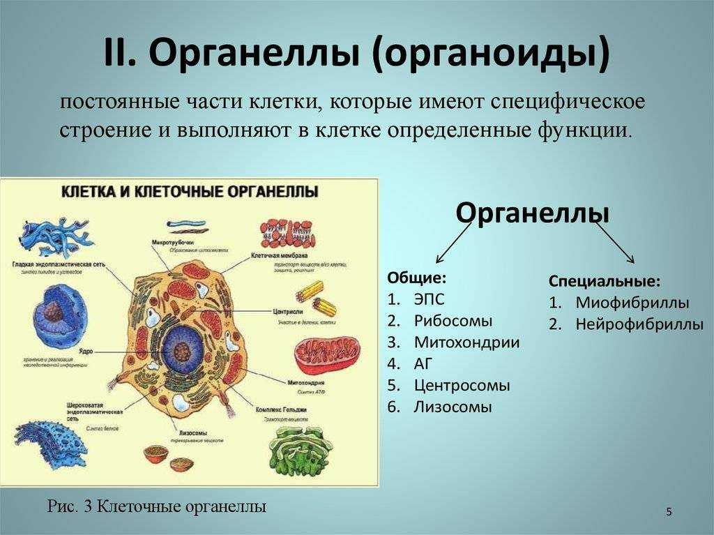 Состав и функции органоидов