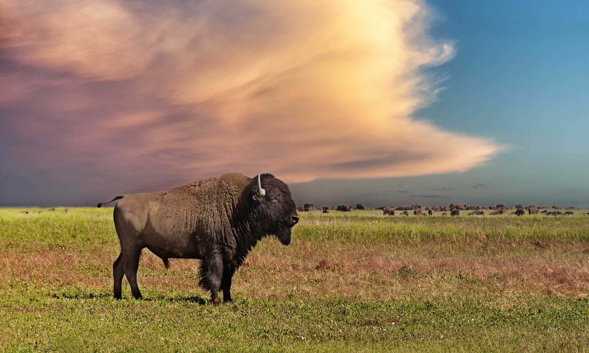 Бизон (bison bison): фото, виды, интересные факты