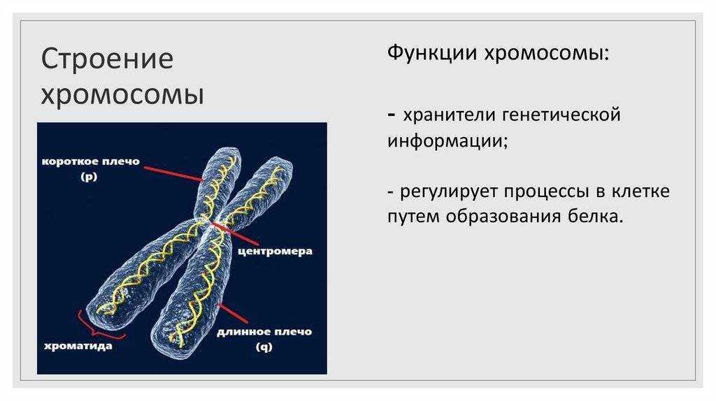 У шимпанзе в соматических клетках 48. Строение хроматина и хромосомы. Строение хромосомы эухроматин. Хромосомы строение и функции. Строение клетки хромосомы.