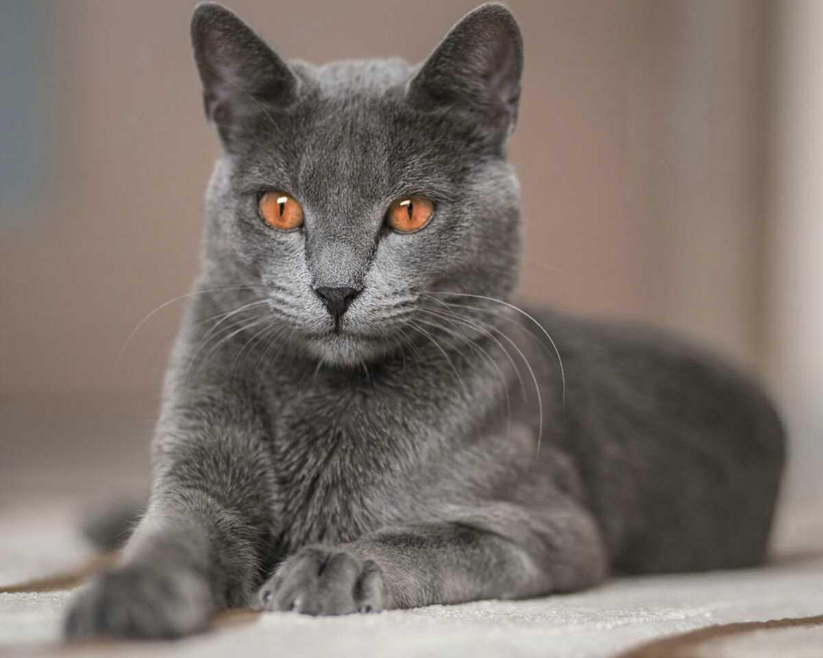Все о кошках в квартире и доме: приметы, поверья и суеверия о домашних котах