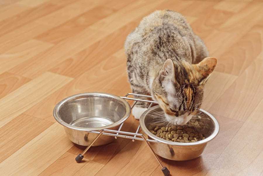 Как правильно перевести кошку или кота на сухой корм?