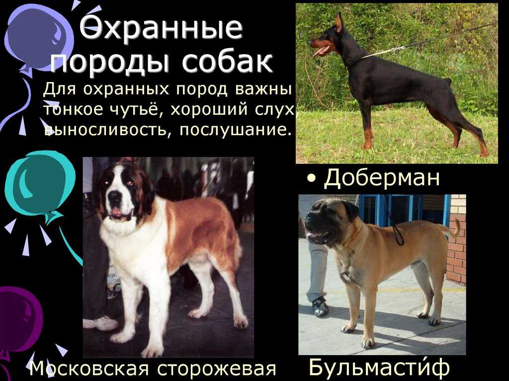 Сторожевые породы собак: список представителей с фото