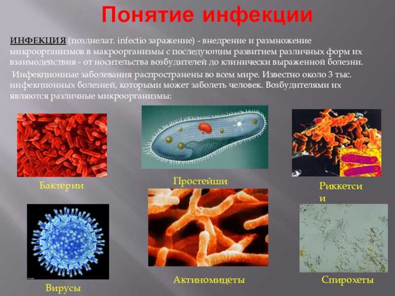 Микроорганизмы, токсины и эпидемии  глава 1.3