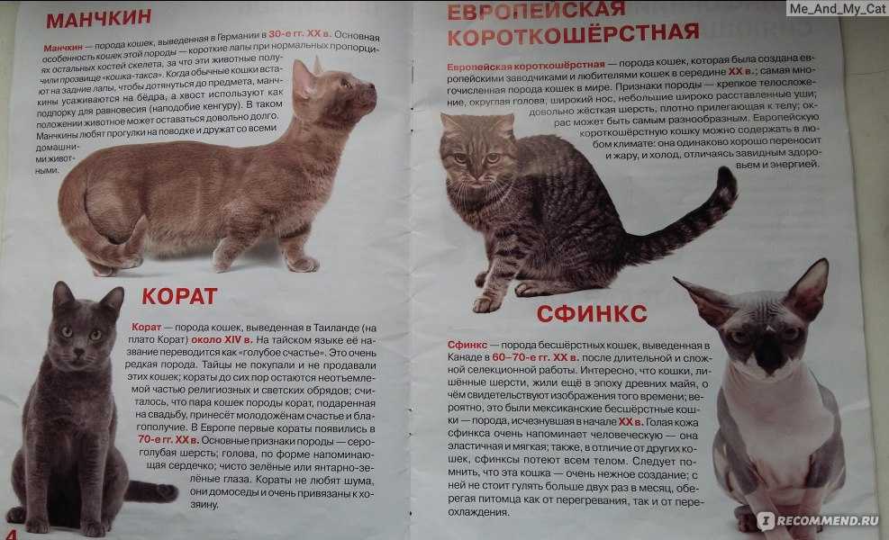 Короткошерстные породы кошек | коты с короткой шерстью с фото и названиями