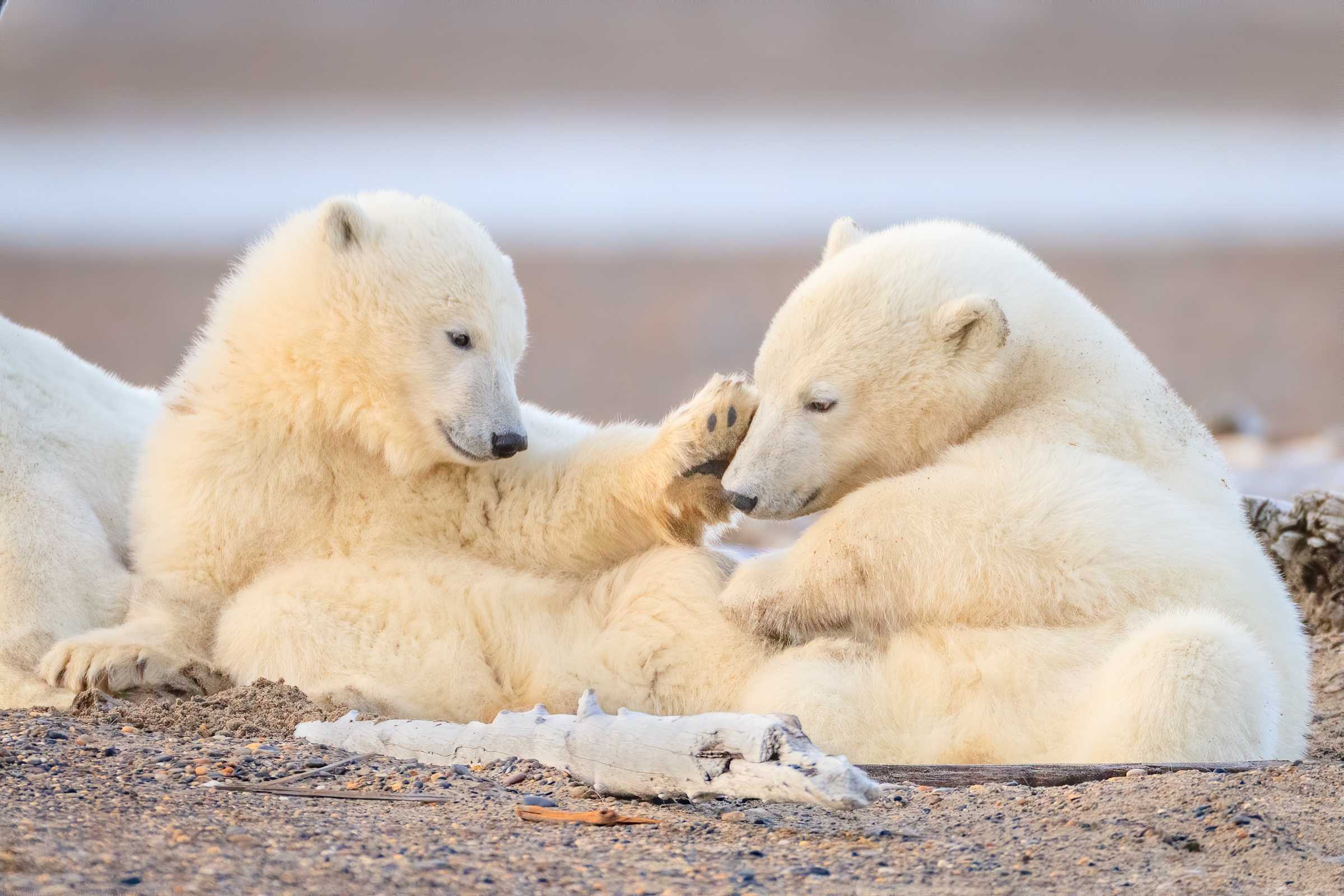 Белые медведи: где живут и чем питаются, интересные факты и фото