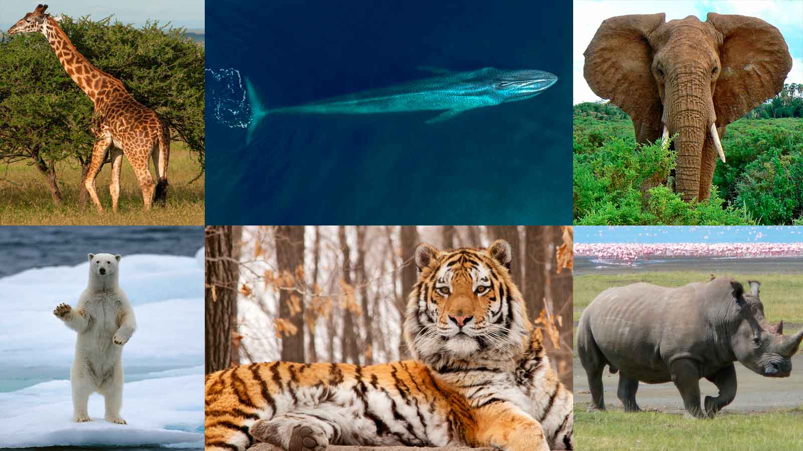 Топ 10: самые большие животные в мире - названия, фото и описание — природа мира