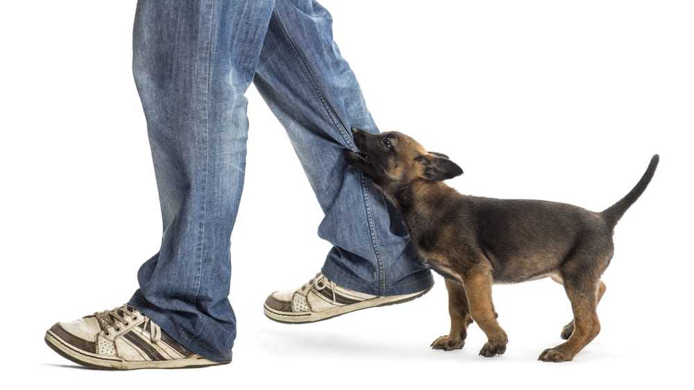 Причины трусости у собак. приёмы и методы для воспитания уверенности.