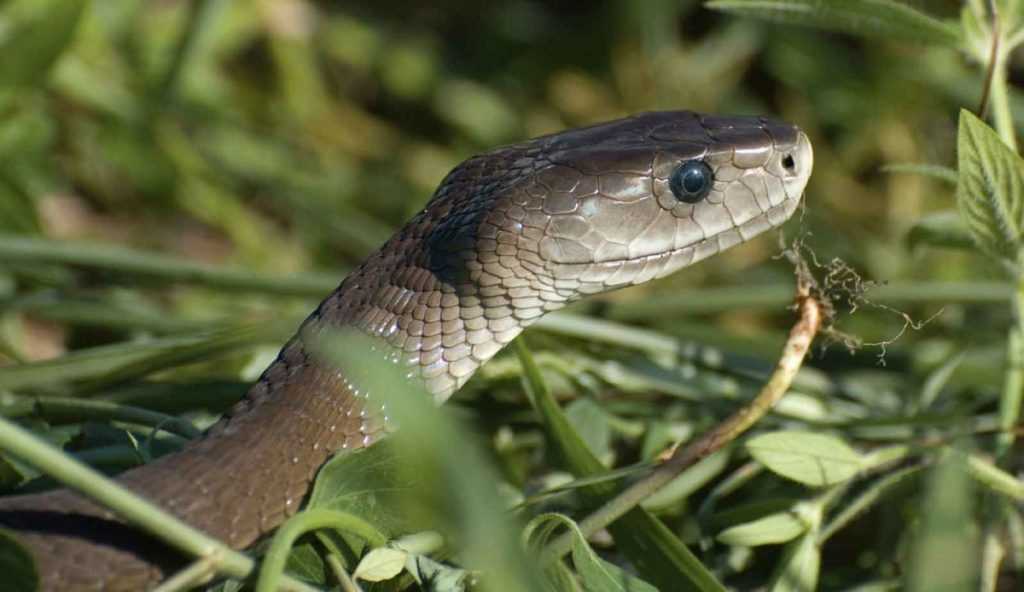 Самые опасные змеи в мире. какая самая опасная змея в мире :: syl.ru