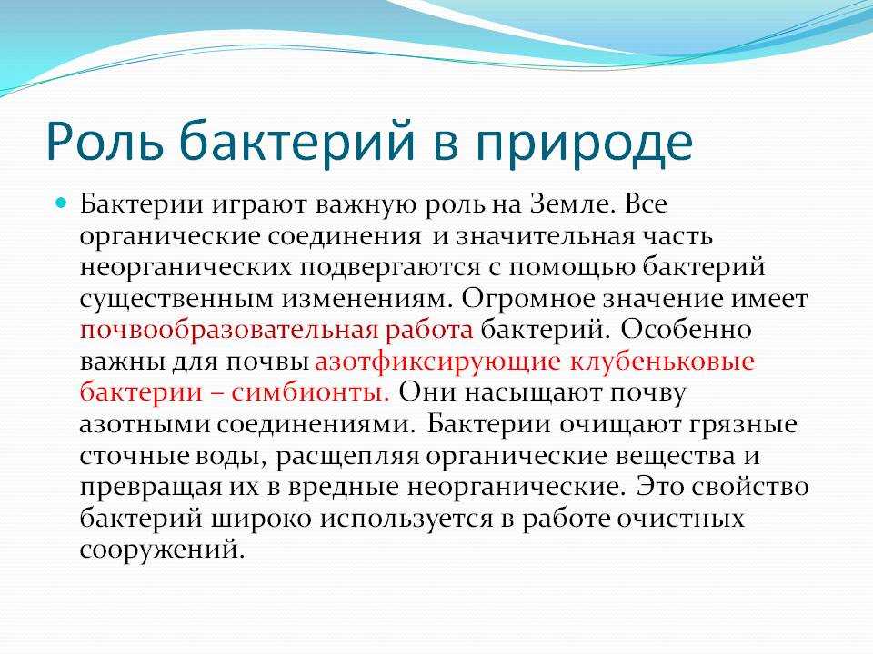 Урок 5: царство бактерии - 100urokov.ru